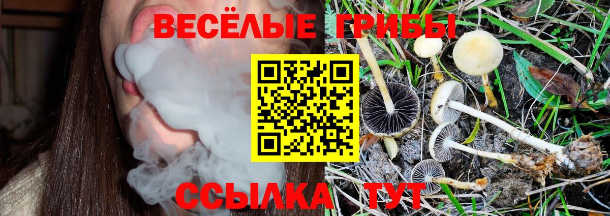 Видное  Галлюциногенные грибы MAGIC MUSHROOMS  Вход с VPN 